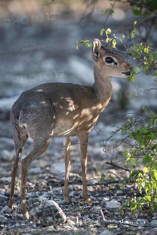 Kirk dikdik or kirk's dik-dik
