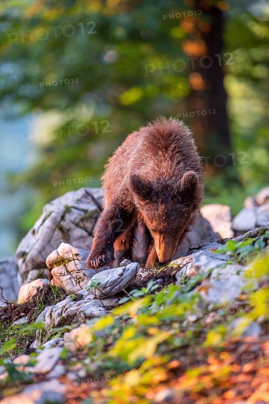 European Brown bear