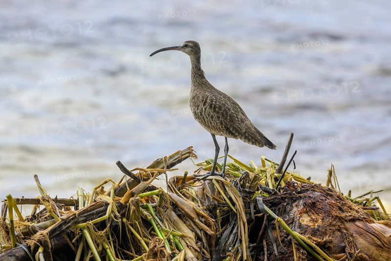 Long-billed curlew
