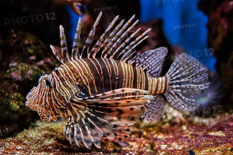 Red lionfish