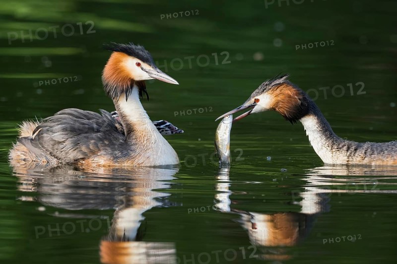 Pair of great crested grebe