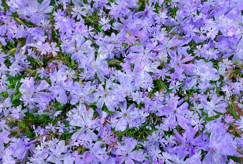 Flowers creative