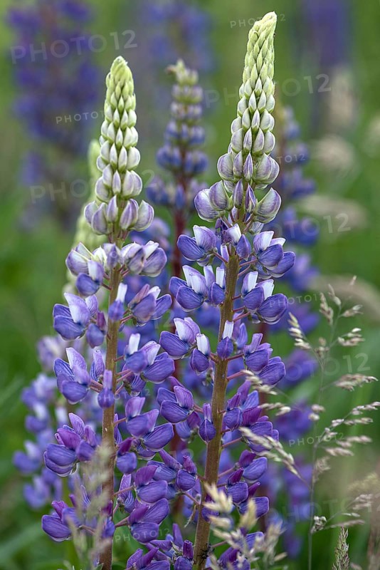 Blue white lupin