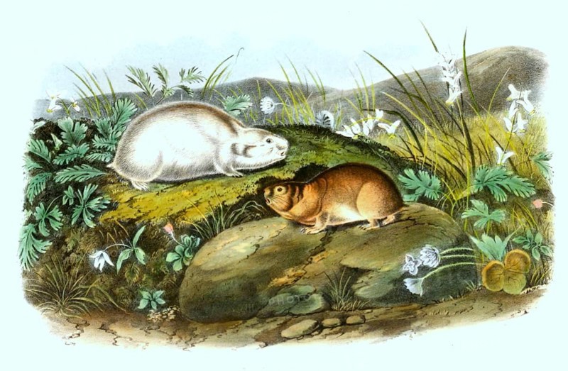 Ungava collared lemming