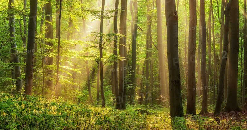 Lichtdurchfluteter naturnaher Buchenwald