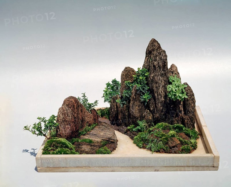 Bonsai