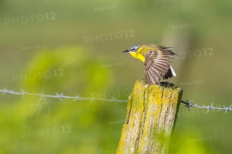 Meadow Wagtail