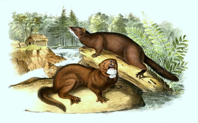 American Mink