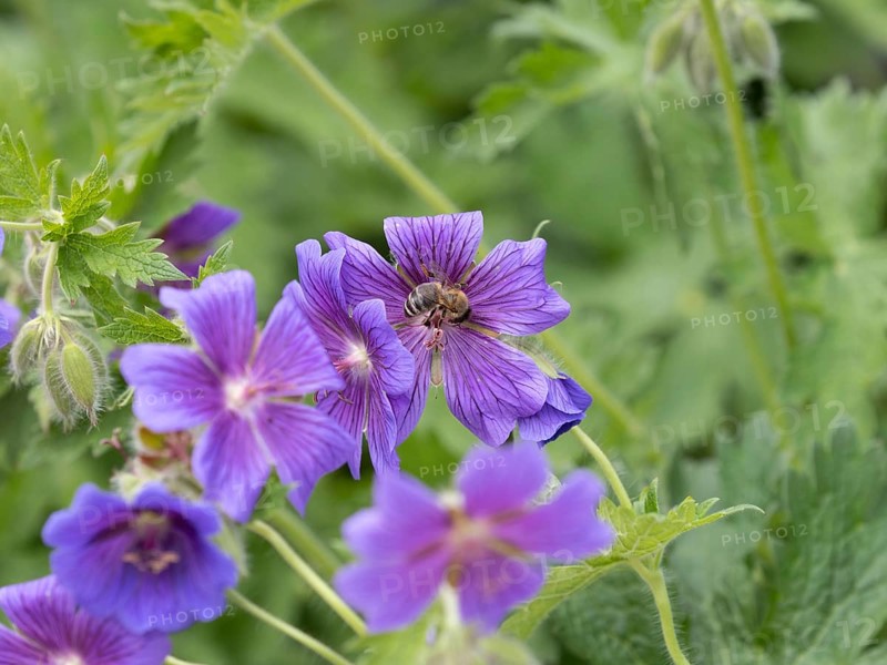 Honey bee