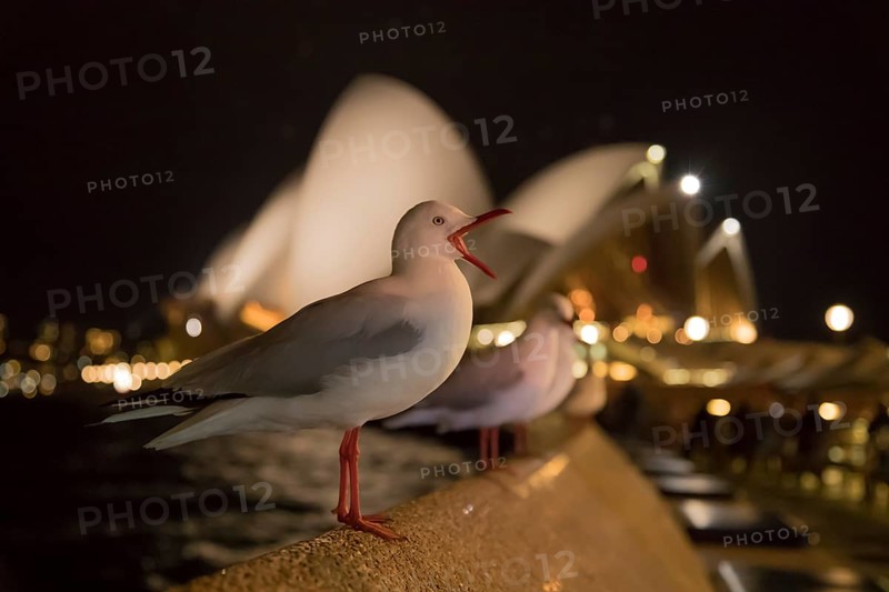 Silver gull