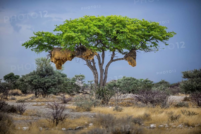 Tree with nest of Social weaver
