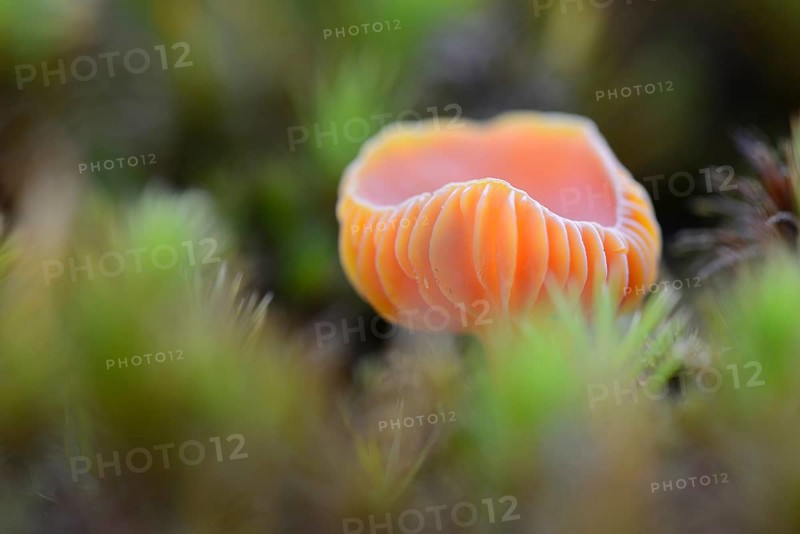 Honey waxcap