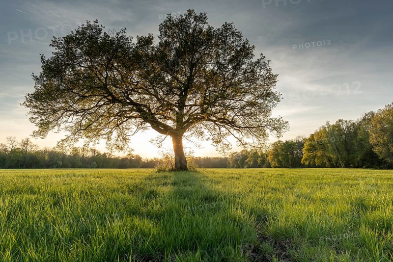 Large oak tree in a clearing at sunset in spring
