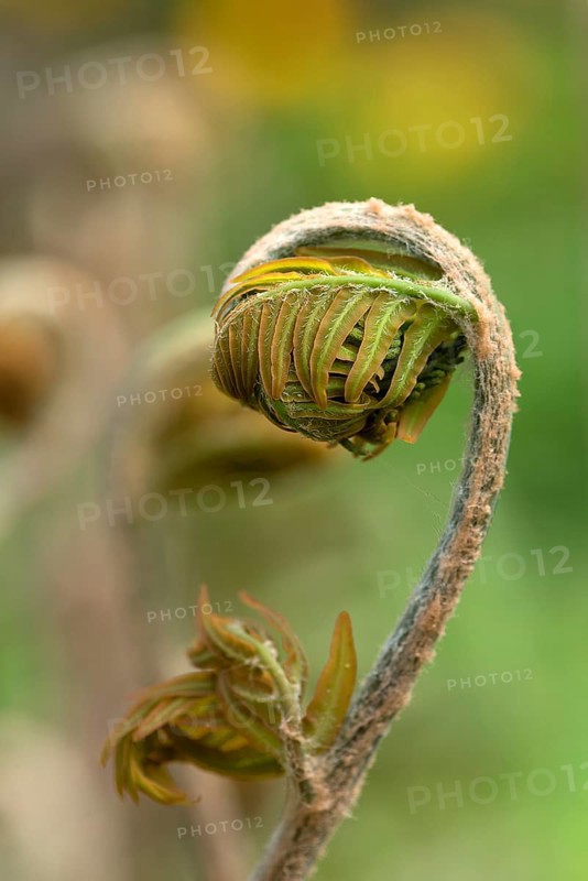 Rolled-up leaf of a royal fern