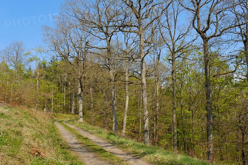 Forest trail