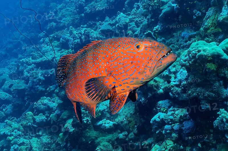 Grouper Panther Trout