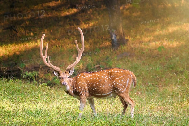 Beautiful male chital or spotted deer grazing in grass in Ranthambore National Park