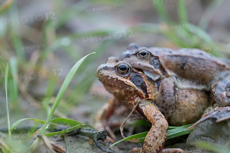 Grasfrosch