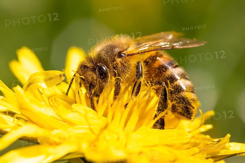 Detail closeup of honeybee