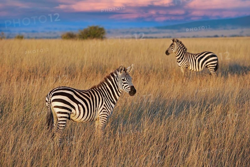 Plains zebra