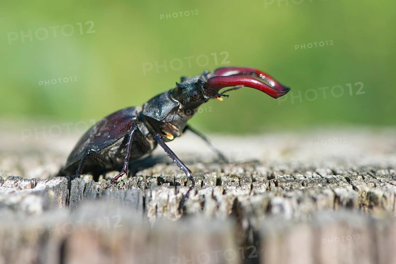 Stag beetle