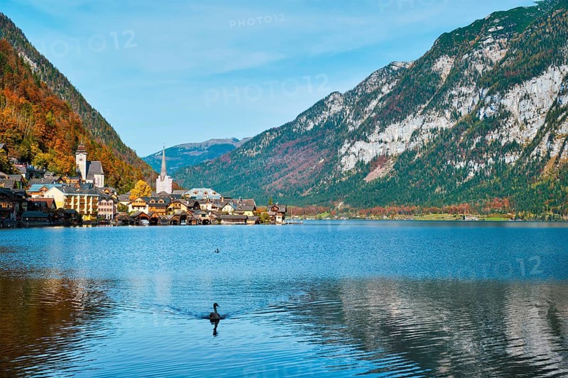 Austrian tourist destination Hallstatt village on Hallstatter See lake in Austrian alps with goose in lake