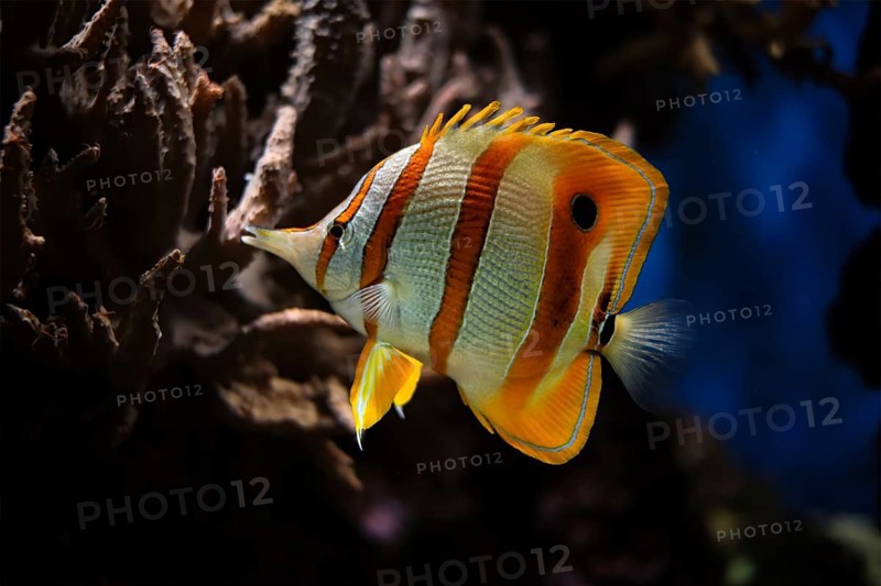 Copperband butterflyfish