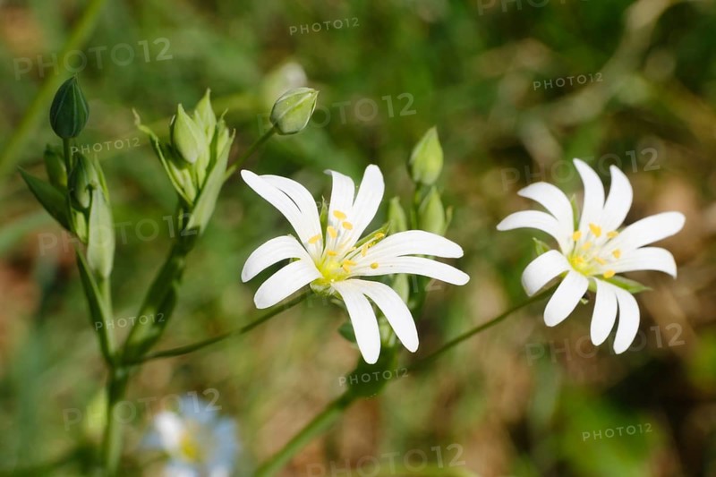 Chickweed