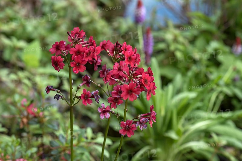 Red garden phlox