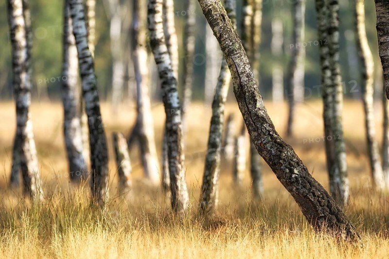 Warty birch