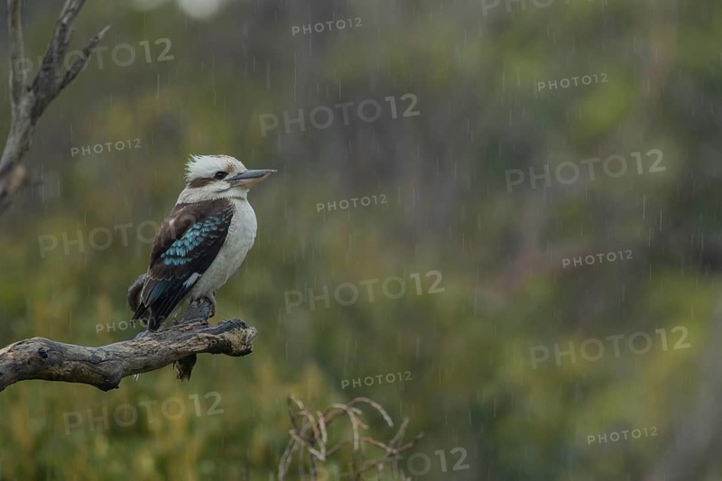 Laughing kookaburra