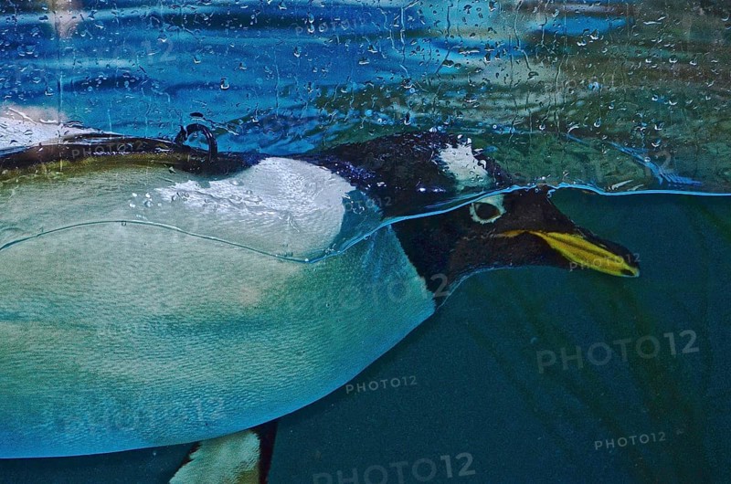 Head of penguin in front of glass pane under water
