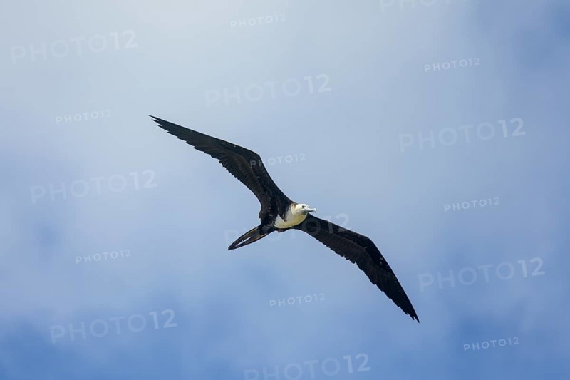 Magnificent frigatebird