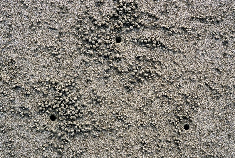 Crab Nests
