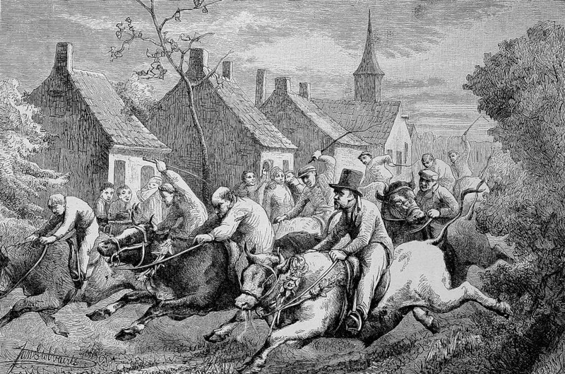 The Ox Races in Braeschaet