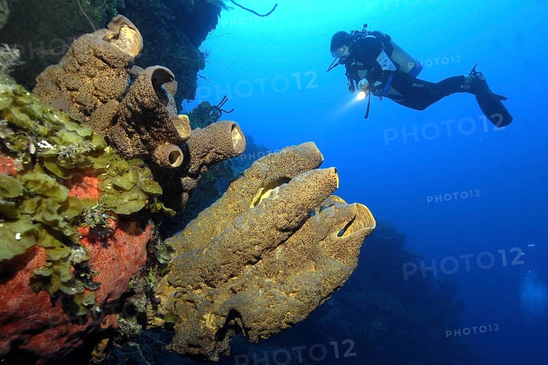 Diver looking at illuminated brown tube sponge