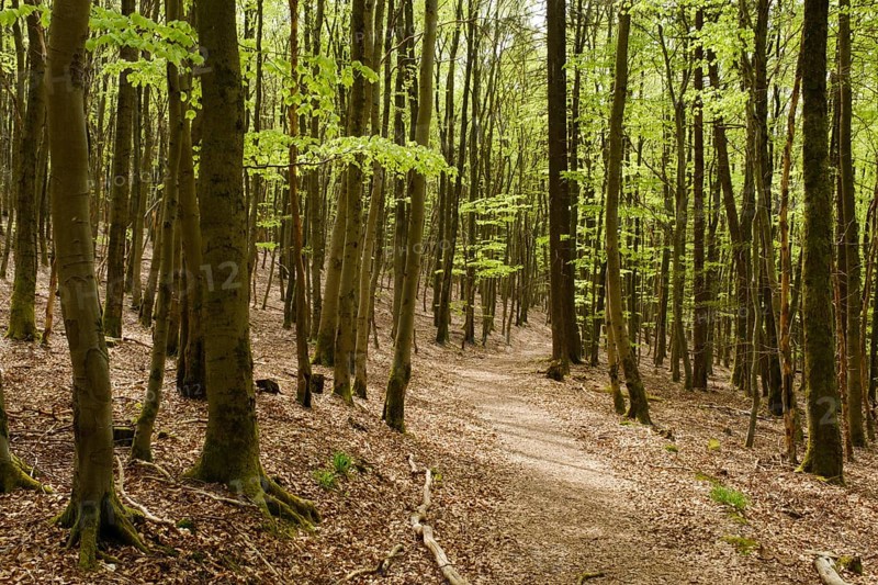 Hiking trail through the beech forest