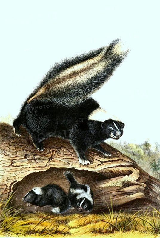 Striped skunk