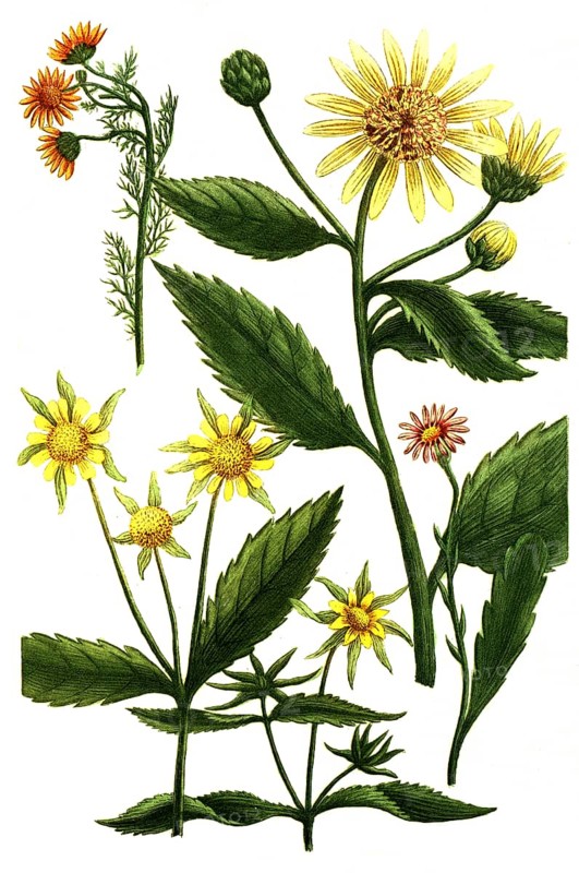 Chrysanthemum