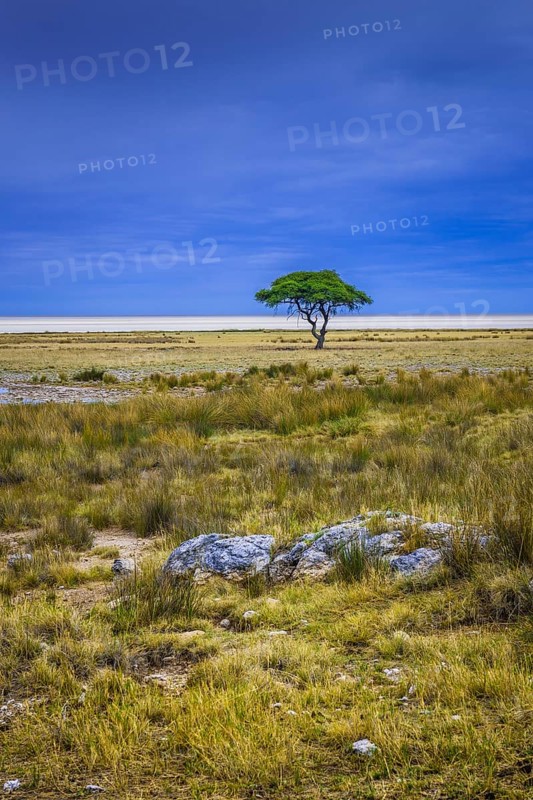 Tree at the edge of the salt pan
