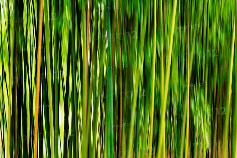 Bamboo