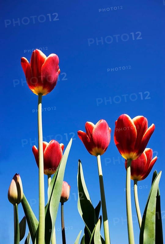 Bluehende rote Tulpen