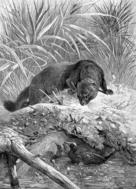 European mink
