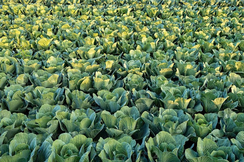 Fresh cabbage from farm field. View of green cabbages plants. Organic farming