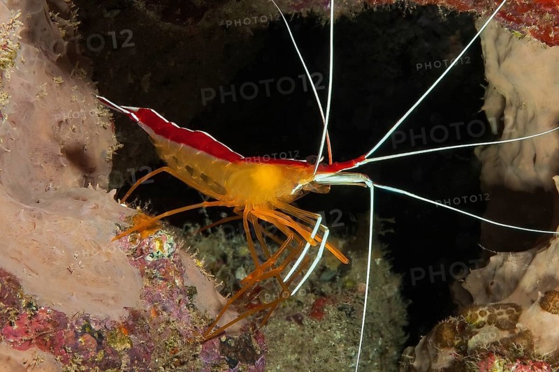 Atlantic white banded cleaner shrimp