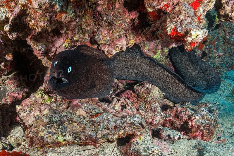 Free-swimming black moray eel