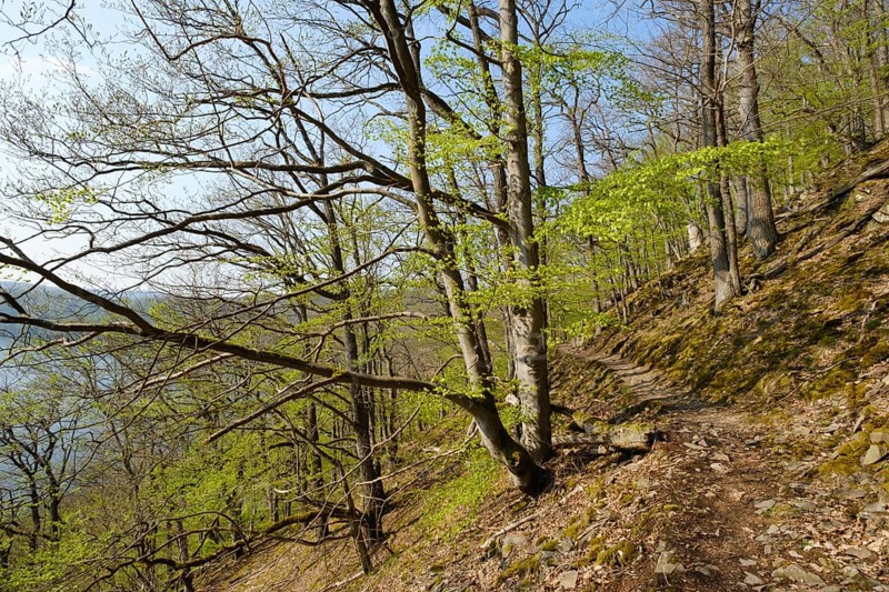 Forest trail