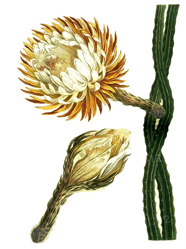 Is a species of plant