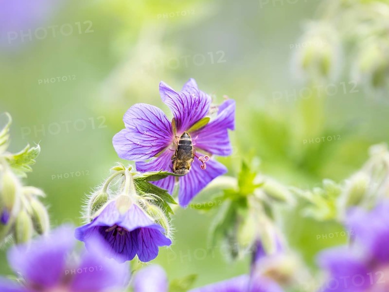 Honey bee