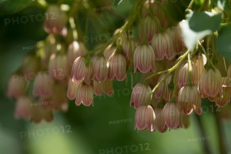 Flowers of a redvein enkianthus